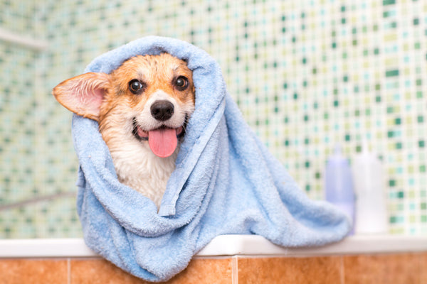 Corgi-Hund wäscht sich im Badezimmer