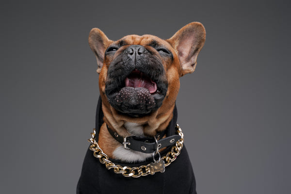 Weinende französische Bulldogge gekleidet in Pullover und goldener Kette