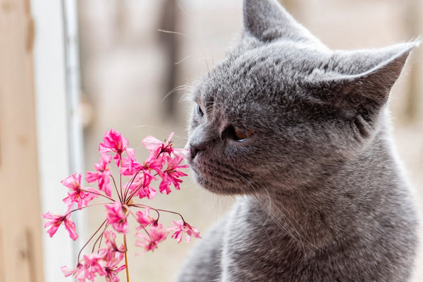 Neugieriges Kätzchen riecht nach Blumen