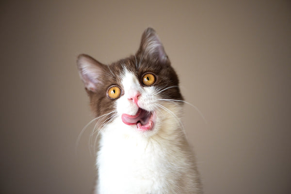Niedliche, glückliche britische Kurzhaarkatze, Kätzchen, leckt die Zunge isoliert auf grauem Hintergrund