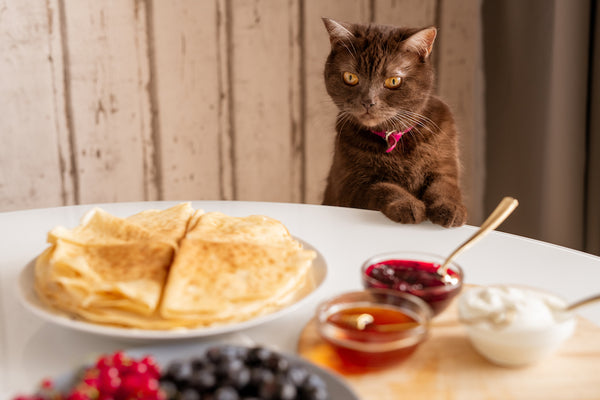 Niedliche braune Katze schaut auf appetitliche hausgemachte Pfannkuchen auf einem Teller auf dem Küchentisch