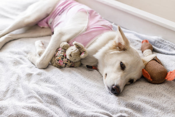 Süßer Hund nach der Kastration, schlafend im Bett mit Lieblingsspielzeug
