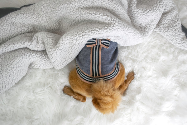 Ein süßer Hundeschwanz ragt unter einer weißen Decke hervor