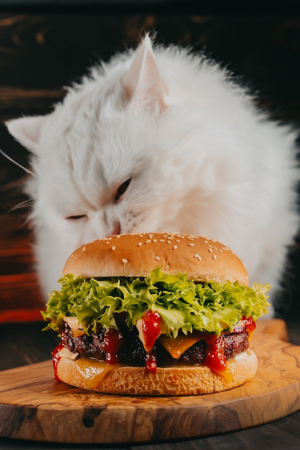 Süße flauschige Katze, die großen Burger auf dunklem Hintergrund isst.