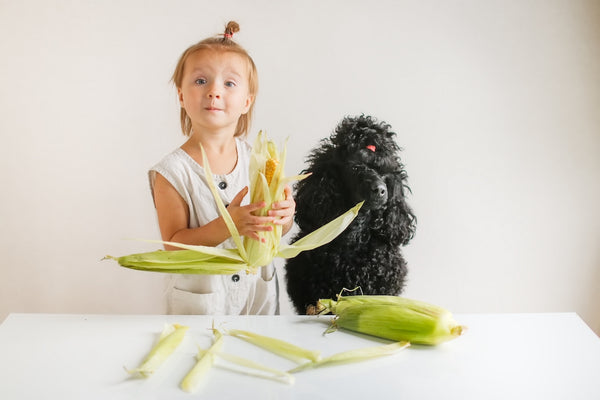 Niedliches, lustiges Kleinkind und Hund schälen frische Ähren, Mädchen füttert den Hund mit Mais.