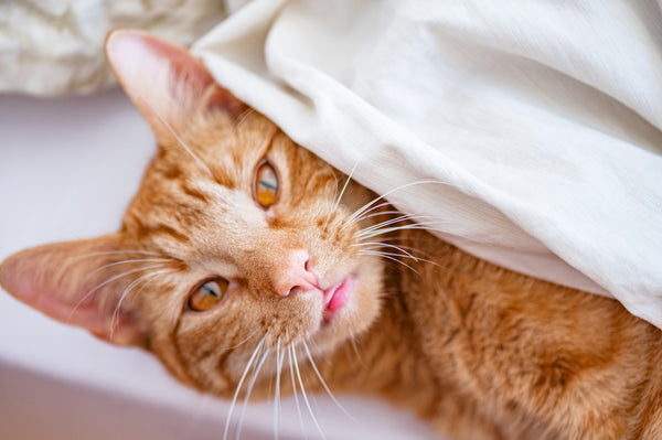 Süße rothaarige Katze schläft auf dem Bett