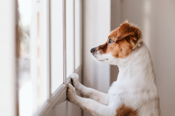 Süßer Jack-Russell-Hund, der am Fenster wegschaut und auf seinen Besitzer wartet.