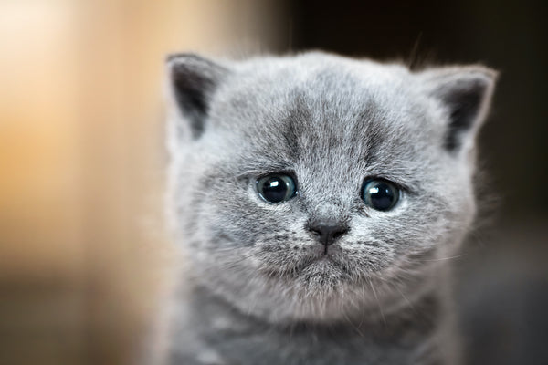Können katzen Weinen: Weinen sie wie Menschen?
