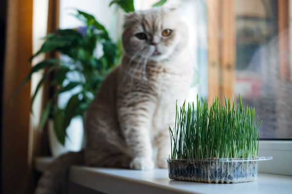 Niedliche schottische Faltkatze sitzt in der Nähe von Katzenminze oder Katzengras, das aus Gersten-, Hafer-, Weizen- oder Roggensamen gewachsen ist.