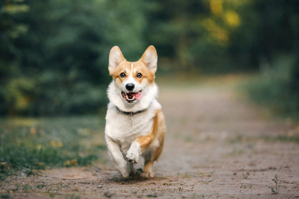 Anaplasmose Hund: Die Bedrohung Verstehen
