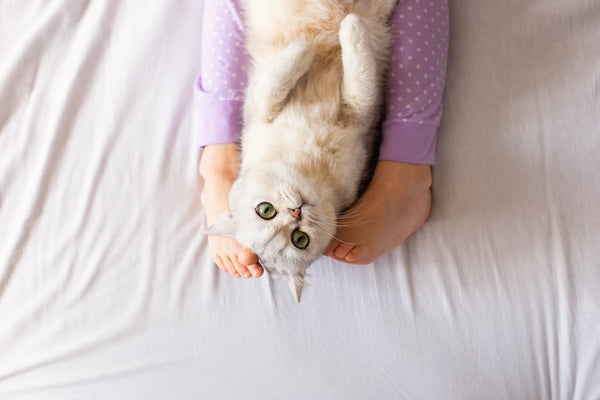 Süße weiße britische Katze, die sich zu Hause auf dem Bett ausruht, zwischen barfuß laufenden Kinderfüßen im lila Pyjama