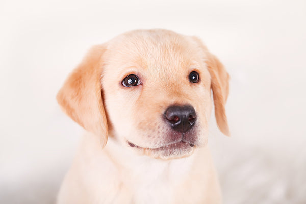 Niedlicher gelber Labrador-Beagle-Mischwelpe auf Weiß