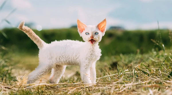 Devon Rex Kitten- Ein Muss, Bevor Sie Eines Adoptieren