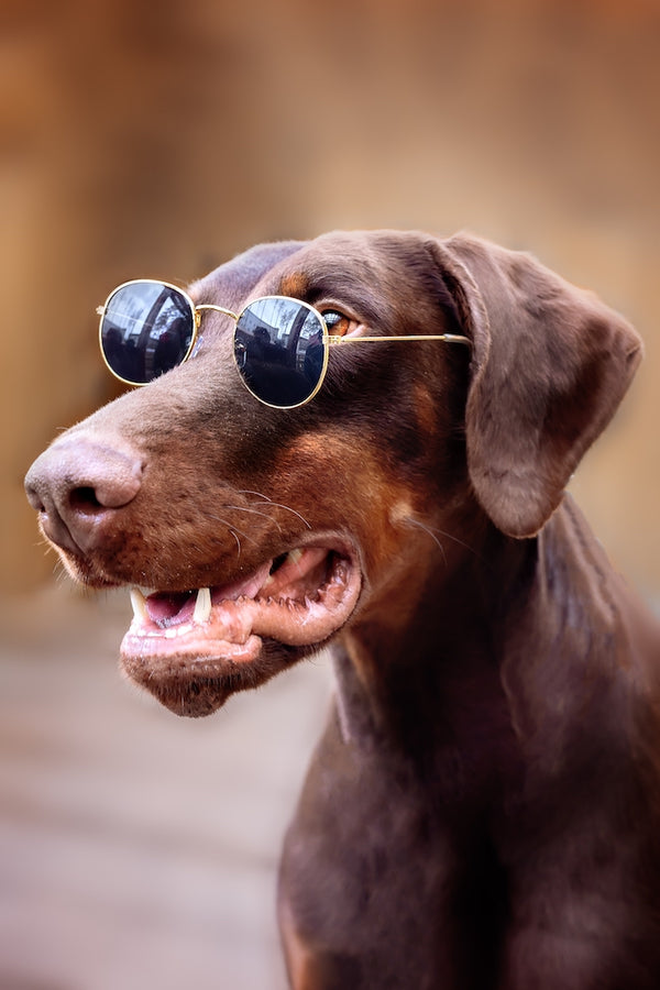 Dobermann-Hund in sonniger Brille