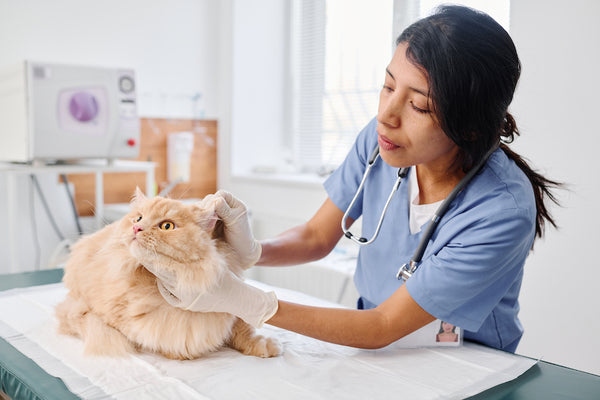 Arzt untersucht die Ohren einer Katze