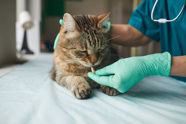 Niereninsuffizienz Bei Katzen: Was Sie Wissen Müssen