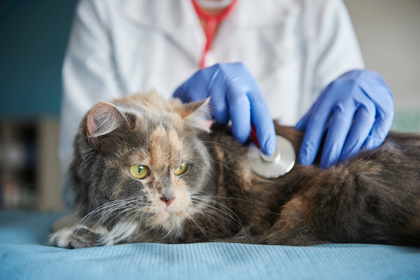 Arzt testet Katze mit einem Stethoskop