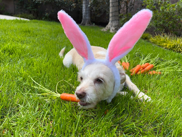 Hund als Osterhase verkleidet frisst Karotten