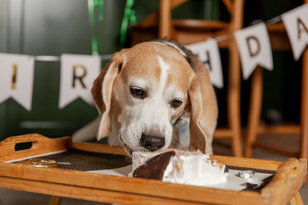 Glücklicher Hund, der köstlichen Kuchen isst