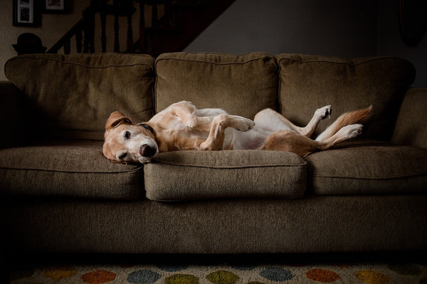 Hund liegt auf der Couch wie ein Mensch