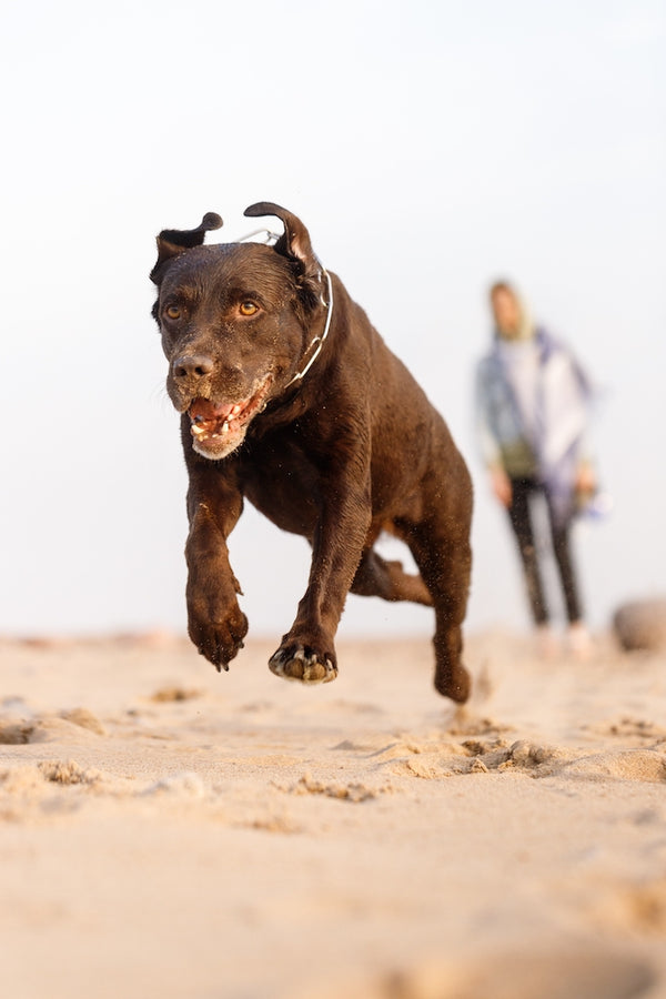 Aggressiver Hund läuft am Strand