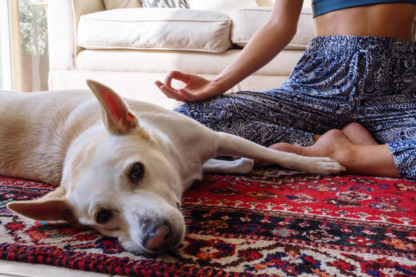 Hund schläft auf dem Teppich, während seine Besitzerin meditiert