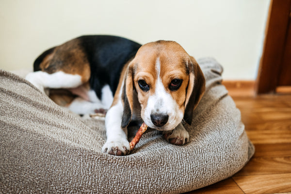 Beagle-Welpe isst zu Hause Hundesnack-Kaustangen.