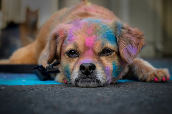 Die Wahrheit Über Sind Hunde Farbenblind