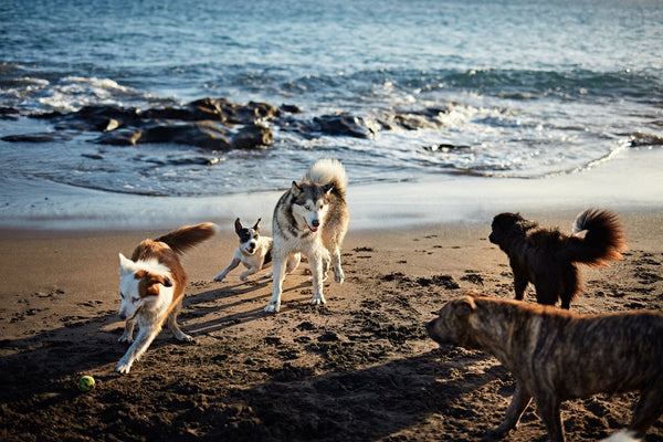 Hunde laufen in der Nähe des wogenden Meeres