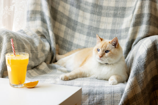Fette weiß-rote Katze, die sich im Sessel sonnt. Auf dem Couchtisch stehen ein Orangencocktail und eine Orangenscheibe.