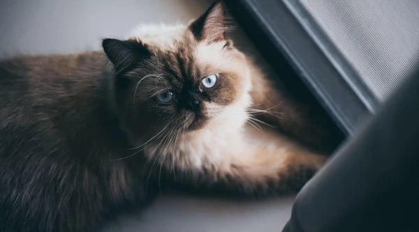 Flauschige Katze: Flausige Siamkatze