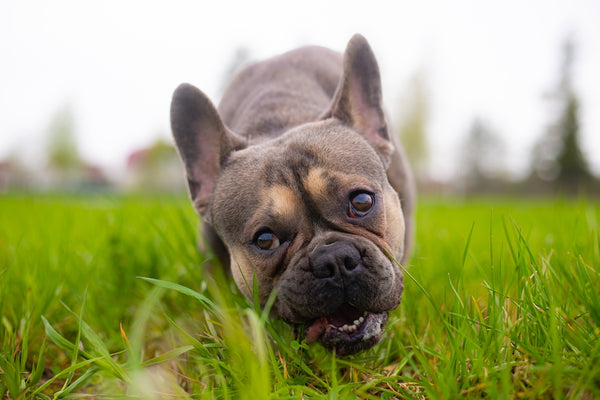 Französische Bulldogge frisst draußen Gras