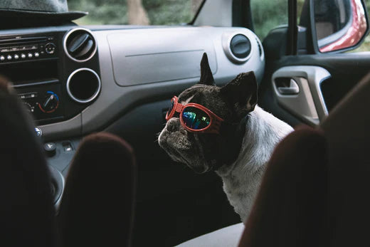 Französische Bulldogge in einem Lastwagen mit Pilotenbrille, bereit zum Abflug.