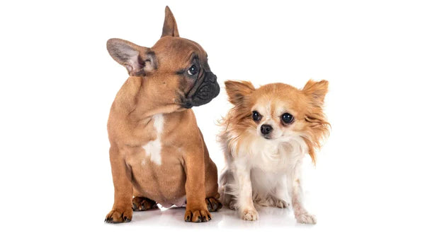 Französische Bulldogge Chihuahua Mix