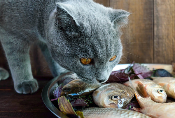 Frisch gefangener lebender Fisch (Karpfen) und eine Katze, die ihn fressen möchte.