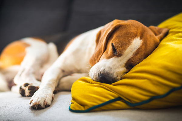 Der lustige Beagle-Hund schläft müde auf einem gemütlichen Sofa.