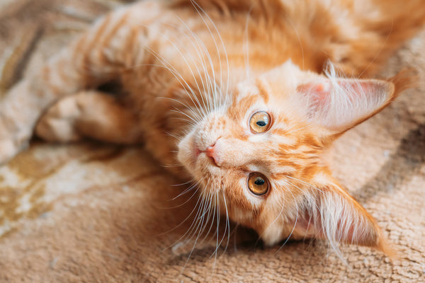 Lustige neugierige junge rote Ingwer-Maine-Coon-Kätzchen-Katze, die zu Hause auf dem Sofa sitzt
