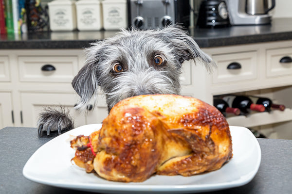Die Gesunde Art, Ihren Hund Zu Mästen: Tipps Und Tricks