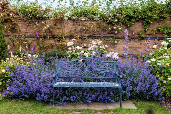 Gartenbank zum Entspannen, umgeben von blühenden Rosen und blauen Nepeta-Katzenminzenblüten.