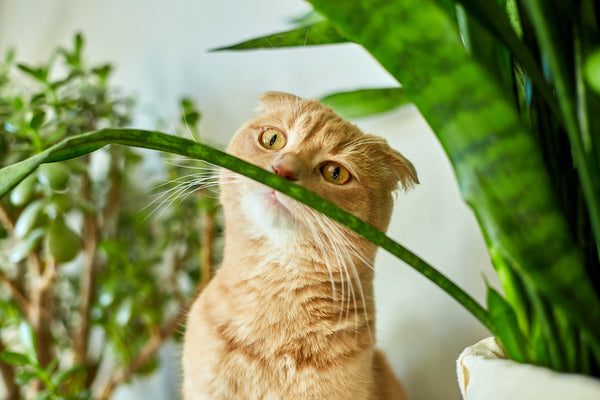Giftige Pflanzen für Katzen-Ingwerkatze sitzt in der Nähe eines grünen Topfhauses und pflanzt Töpfe zu Hause.