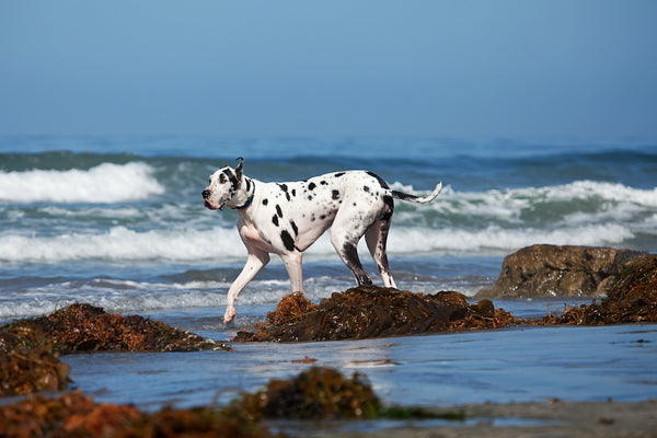 Deutsche Dogge spaziert am Strand