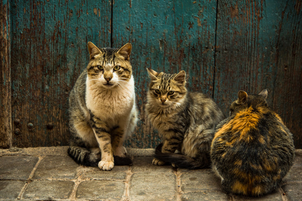 Gruppe streunender Katzen vor der Haustür in Marokko