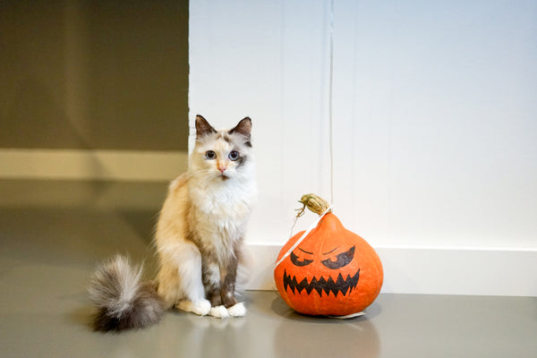 Halloween-Kürbis und eine Ragdoll-Katze.
