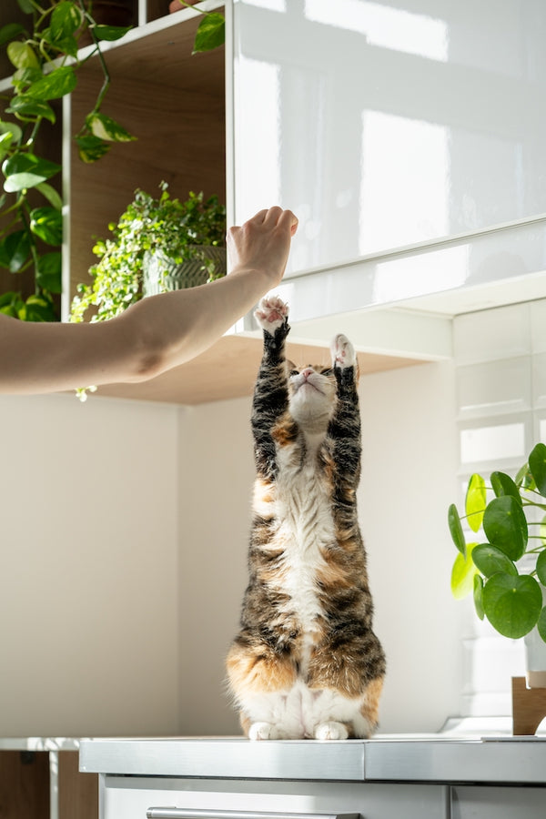 Hand einer Besitzerin, die zu Hause mit einer flauschigen süßen Katze spielt.