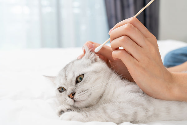 Hand benutzen Baumwolle mit Ohrenschmalz Reinigung von kleinen weißen Kätzchen mit schwarzen Streifen