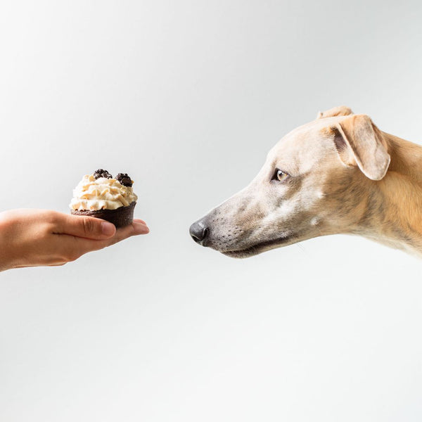 Fröhlicher, freundlicher Hund, der aus ausgestreckter Hand ein Leckerli erhält
