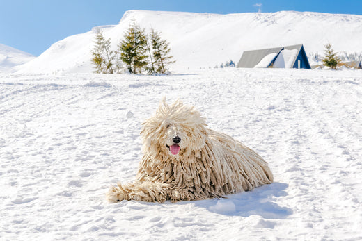 Ungarischer weißer reinrassiger Puli-Rassehund, Schäferhund mit Dreadlock auf Schnee im Winter in den Bergen