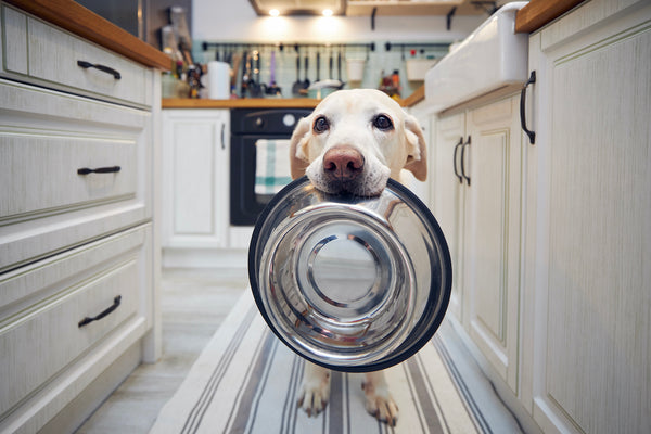 Ein hungriger Hund hält eine Schüssel in der Hand und wartet auf die Fütterung