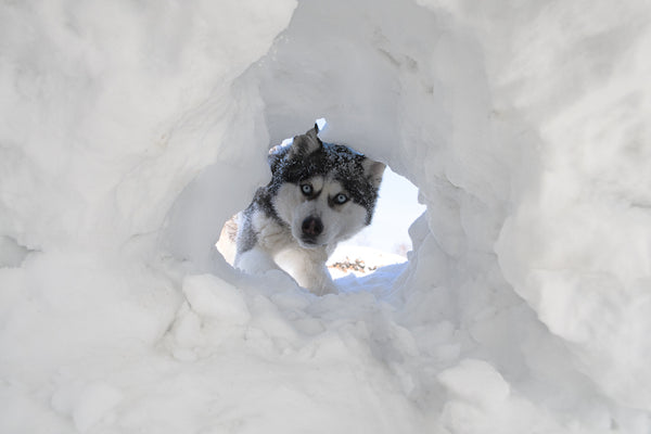 Husky-Hund blickt durch den Schnee in die Linse