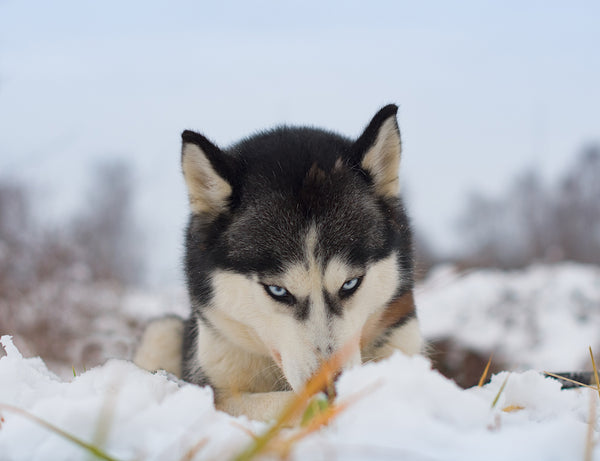 Husky liegt auf dem Schnee.